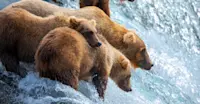 A family of brown bears awaiting salmon at Brooks Falls, Alaska.