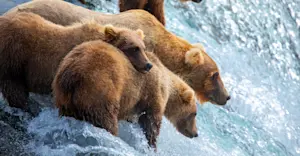 A family of brown bears awaiting salmon at Brooks Falls, Alaska.