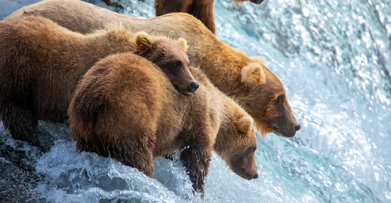 A family of brown bears awaiting salmon at Brooks Falls, Alaska.