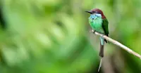 A blue-throated bee-eater rests for a brief moment in Danum Valley, Borneo.