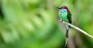 A blue-throated bee-eater rests for a brief moment in Danum Valley, Borneo.