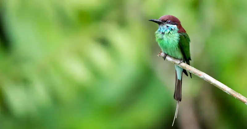 A blue-throated bee-eater rests for a brief moment in Danum Valley, Borneo.