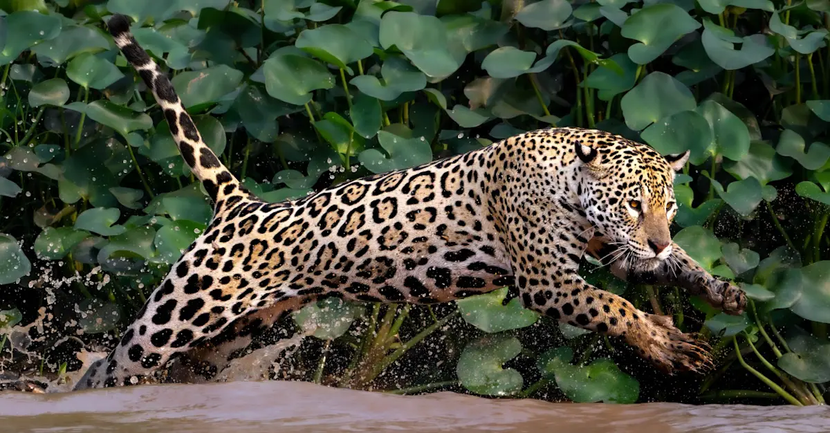 Jaguar, Pantanal, Brazil.