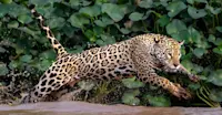 Jaguar, Pantanal, Brazil.