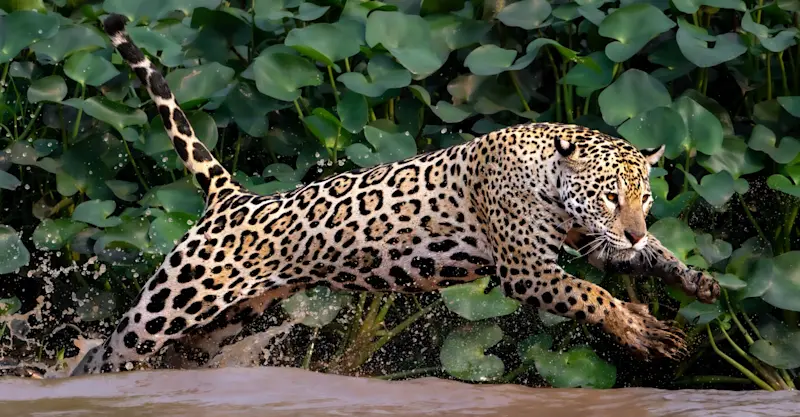 Jaguar, Pantanal, Brazil.