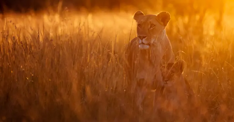 Masai lioness, Naboisho Private Conservancy, Kenya.