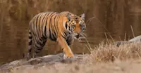 A tiger emerges from a small pond in Kanha, India.