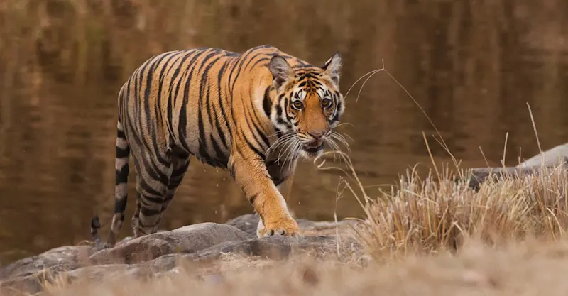 A tiger emerges from a small pond in Kanha, India.