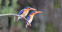 Malachite kingfishers, Okavango Delta, Botswana.