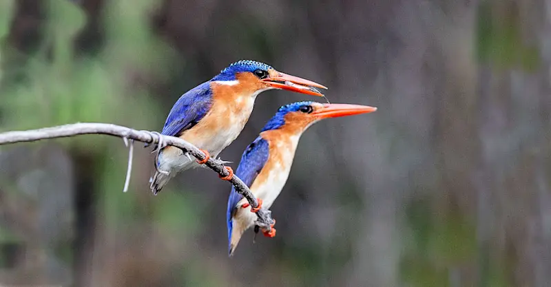 Malachite kingfishers, Okavango Delta, Botswana.