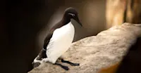 Murre, Newfoundland
