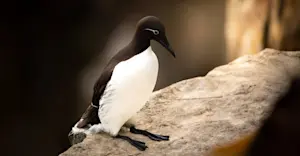 Murre, Newfoundland