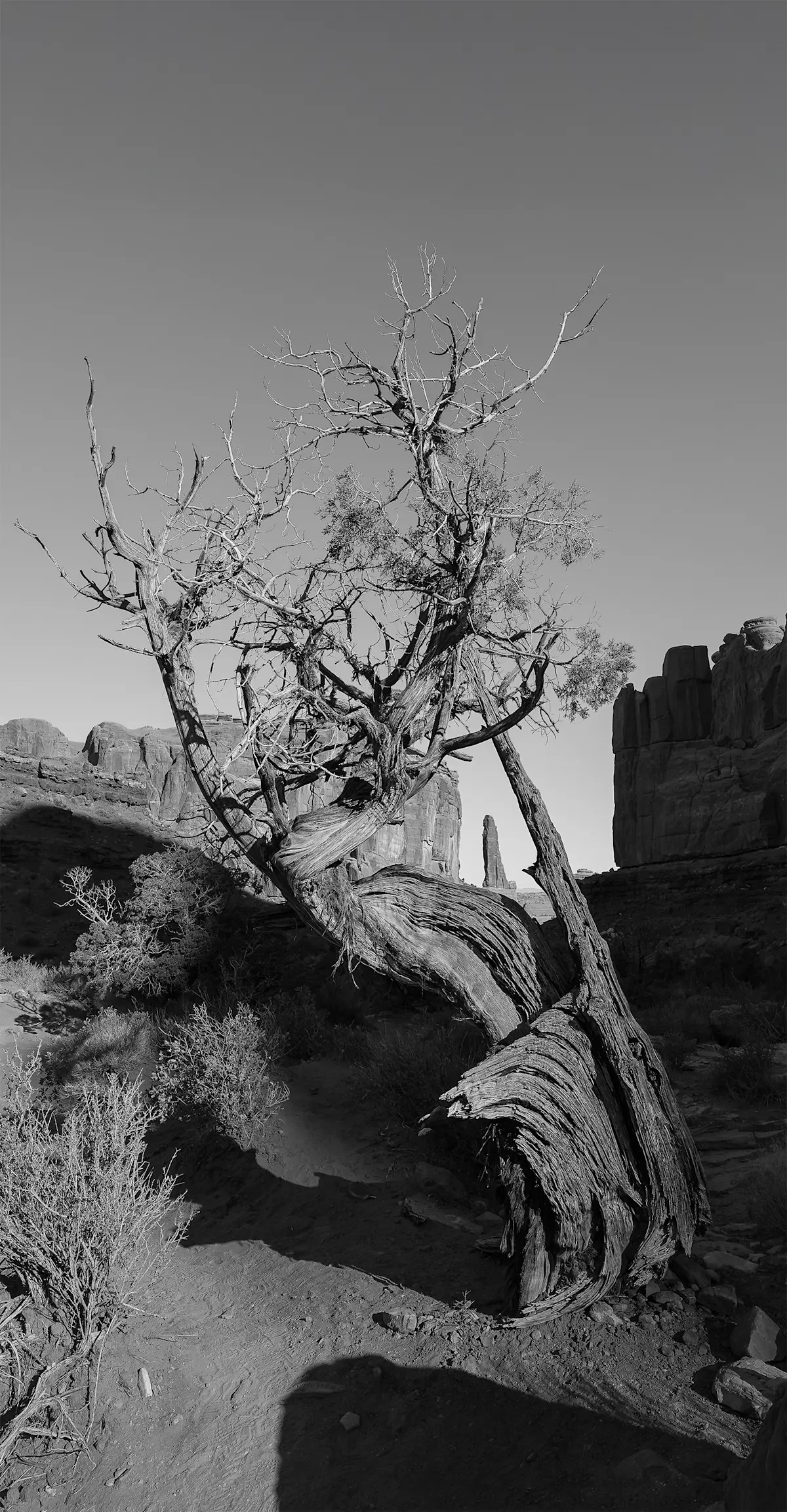 Juniper tree, Arches National Park.