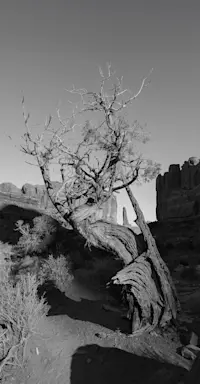 Juniper tree, Arches National Park