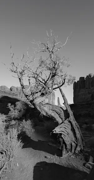 Juniper tree, Arches National Park