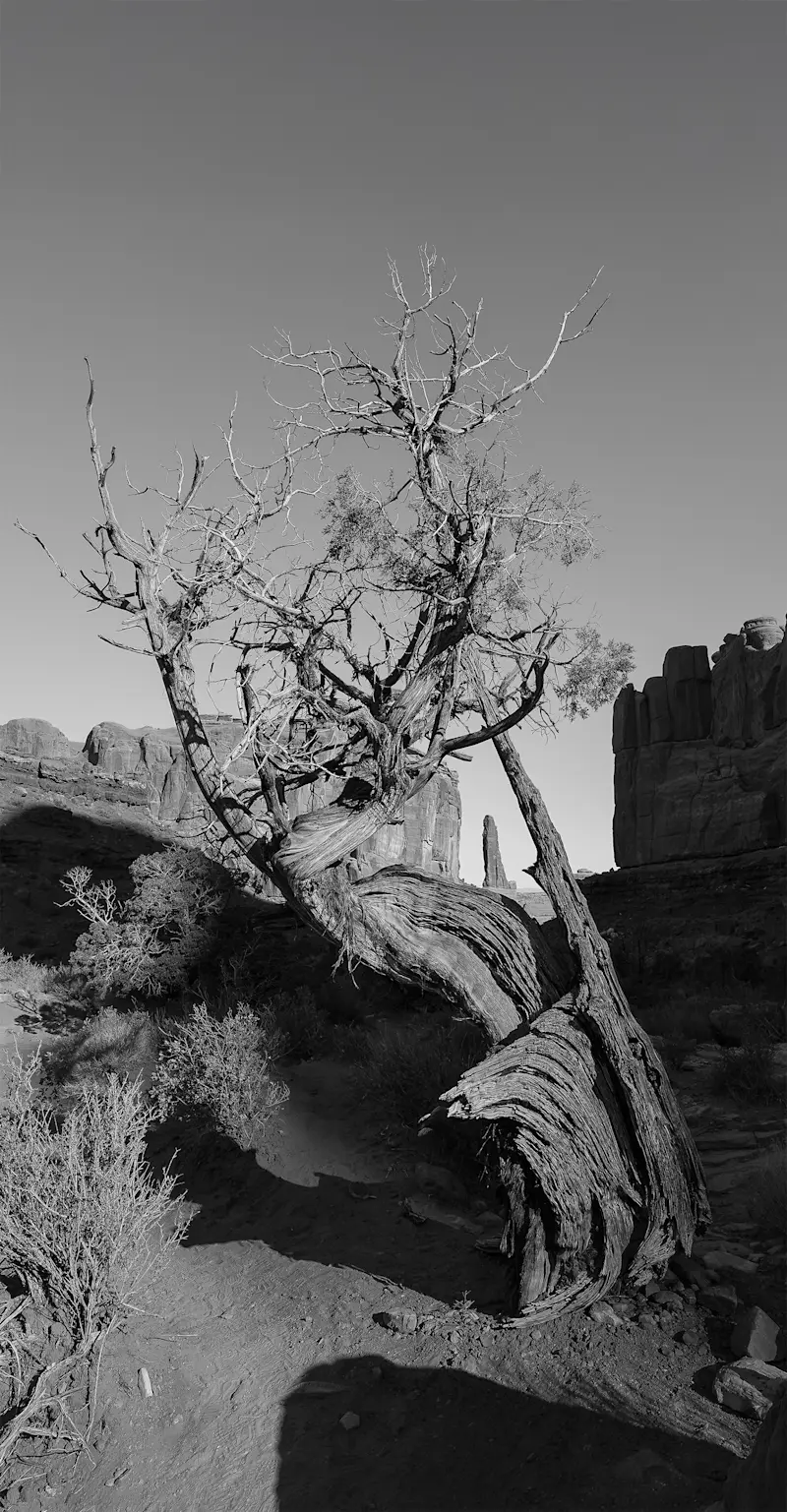 Juniper tree, Arches National Park