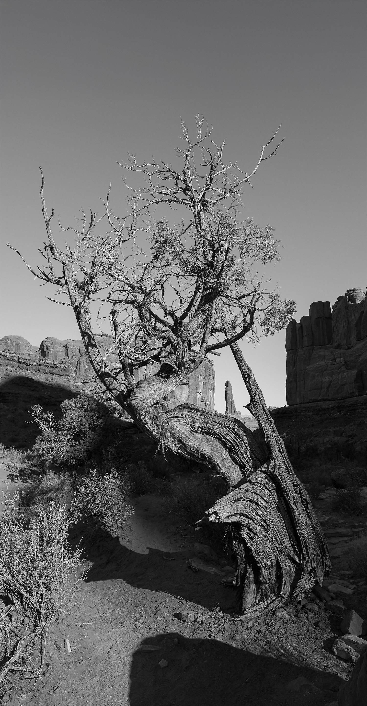 Juniper tree, Arches National Park