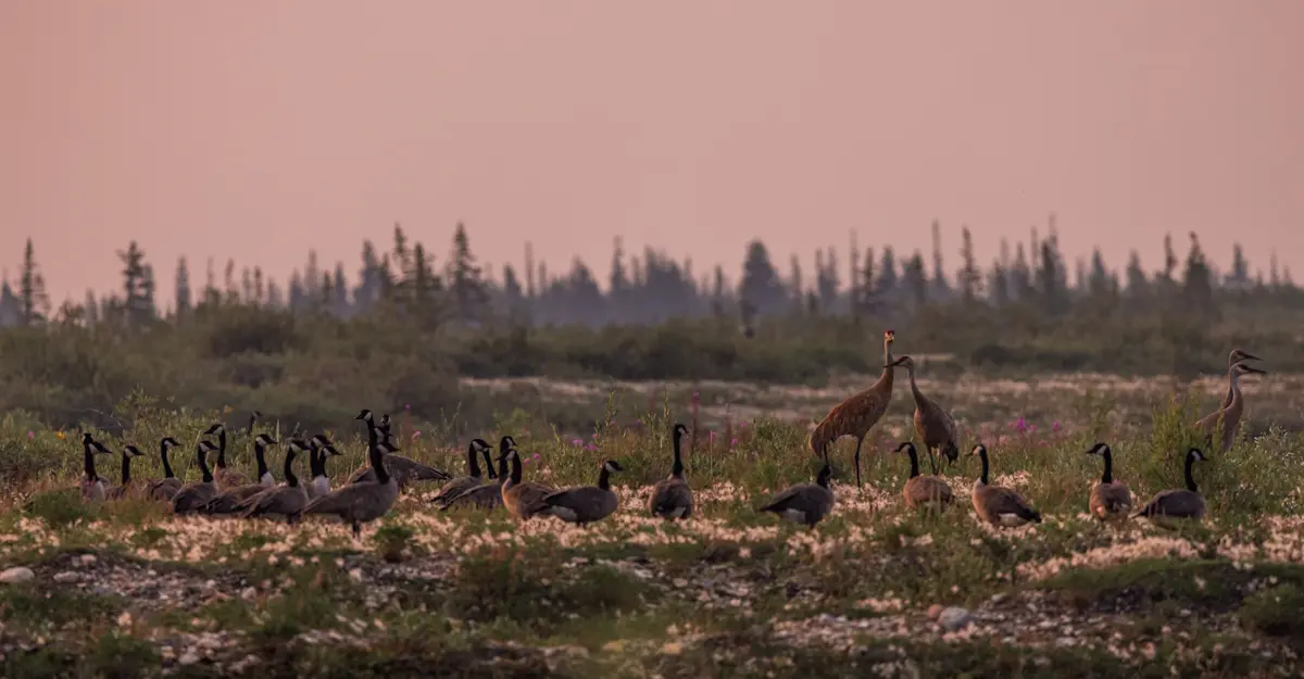 Canadian geese, Churchill, Canada.