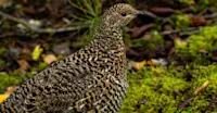 Willow ptarmigan, Churchill, Manitoba.