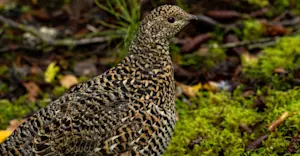 Willow ptarmigan, Churchill, Manitoba.