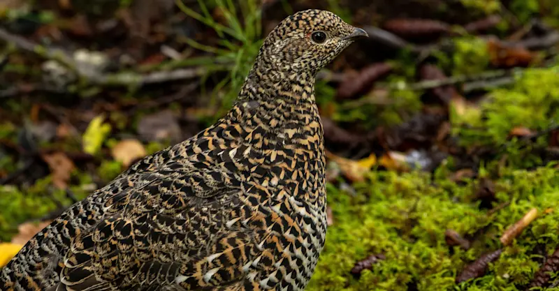 Willow ptarmigan, Churchill, Manitoba.