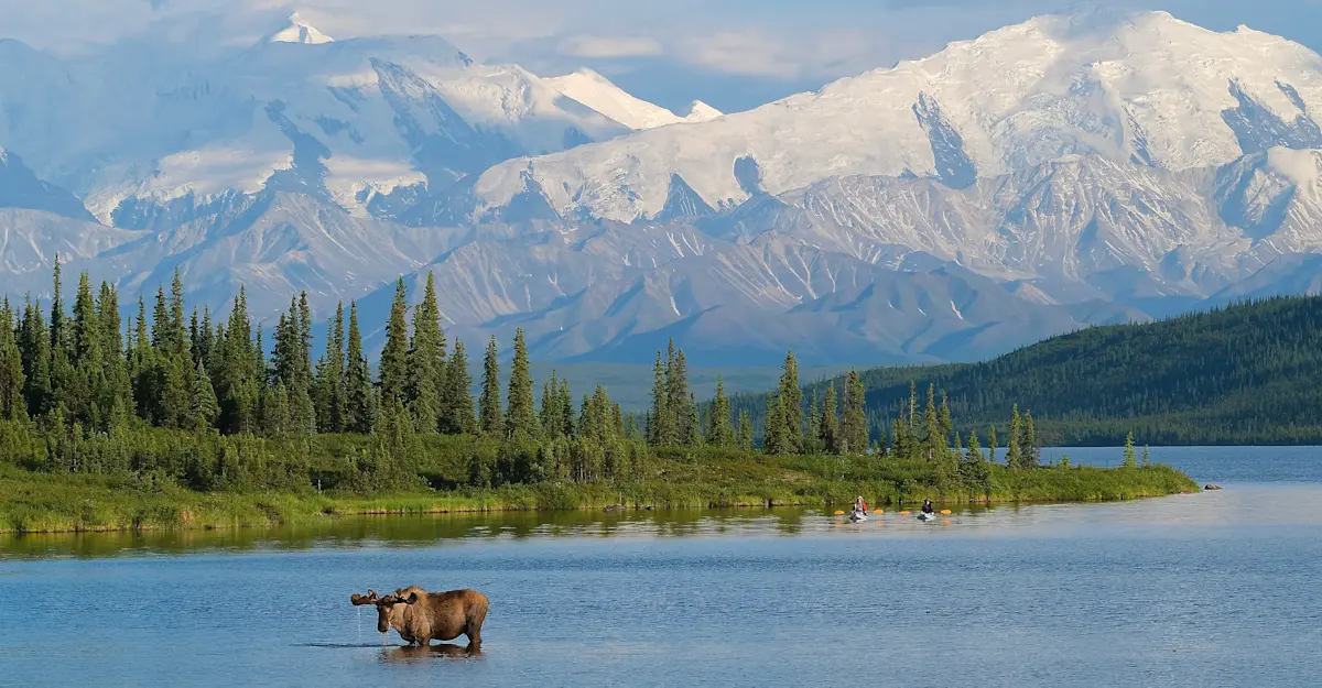 Bull moose, Denali National Park, Alaska.