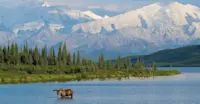 Bull moose, Denali National Park, Alaska.