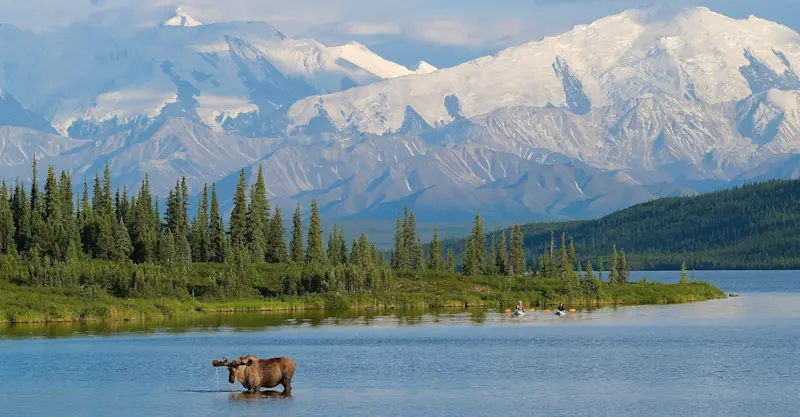 Bull moose, Denali National Park, Alaska.