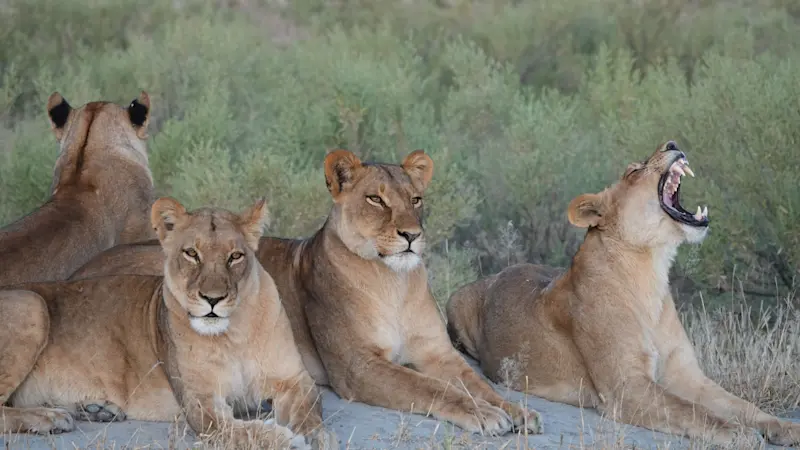 Captured the lion task force of Botswana.