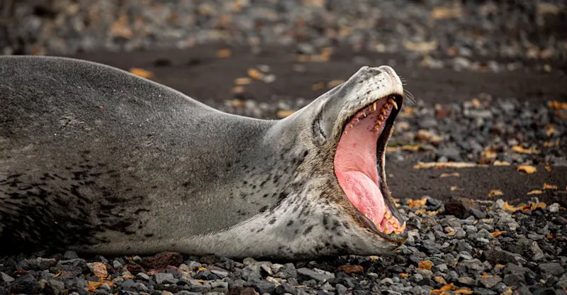 Leopard seal, Antarctica.