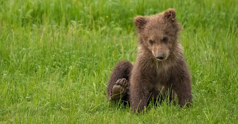 Brown bear cub, Nat Hab's Alaska Bear Camp, Lake Clark National Park and Preserve.