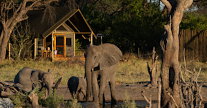 Elephants outside of a guest tent