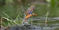 Malachite kingfisher, Jao Private Concession, Central Okavango, Botswana.