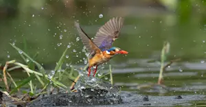 Malachite kingfisher, Jao Private Concession, Central Okavango, Botswana.