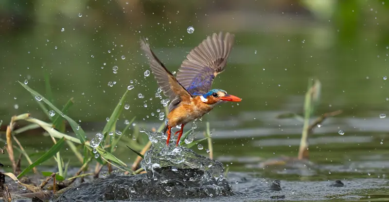 Malachite kingfisher, Jao Private Concession, Central Okavango, Botswana.