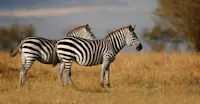 Burchell's zebra, Maasai Mara National Reserve, Kenya.