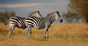 Burchell's zebra, Maasai Mara National Reserve, Kenya.