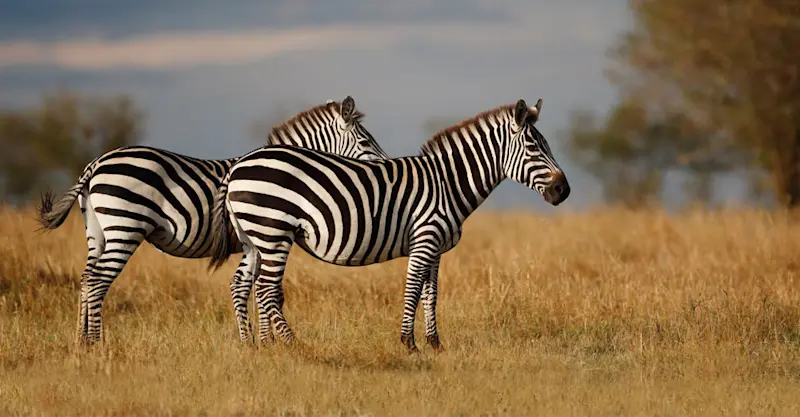 Burchell's zebra, Maasai Mara National Reserve, Kenya.