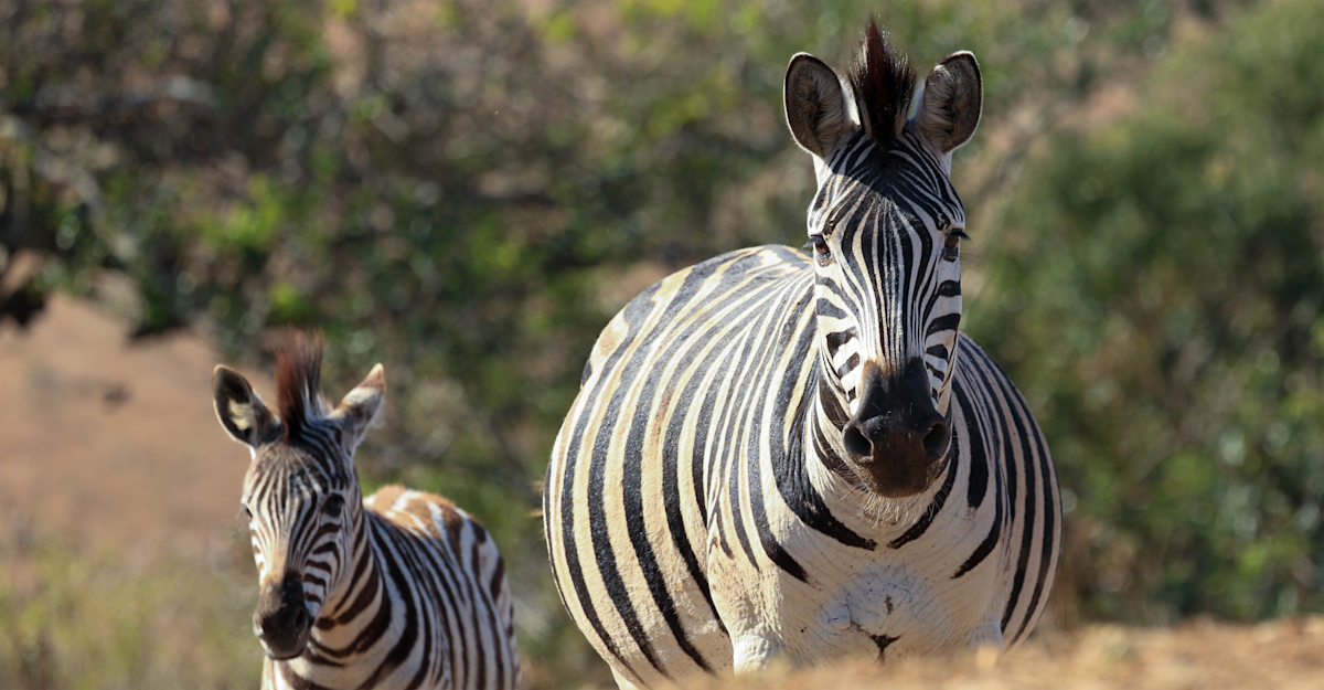 Zebras in Hluhluwe-iMfolozi Park, South Africa.