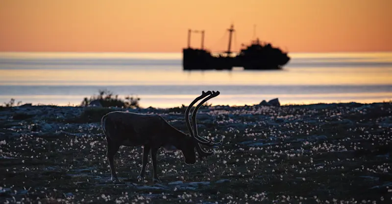 Reindeer, Churchill, Manitoba.