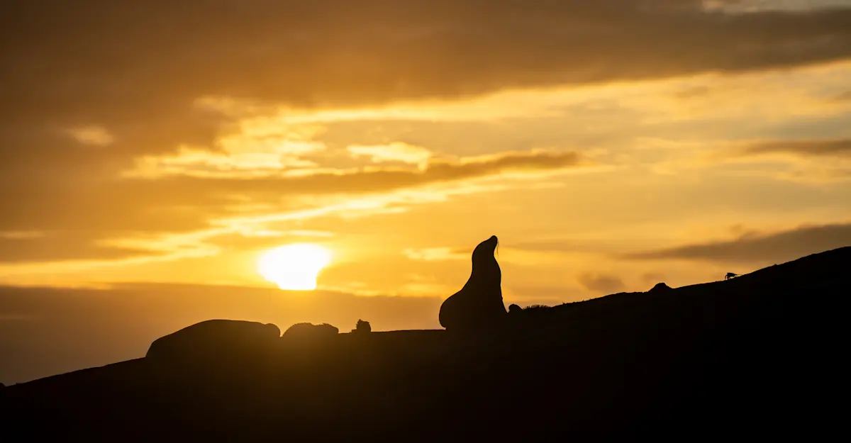 Sea lion, Galapagos Islands.