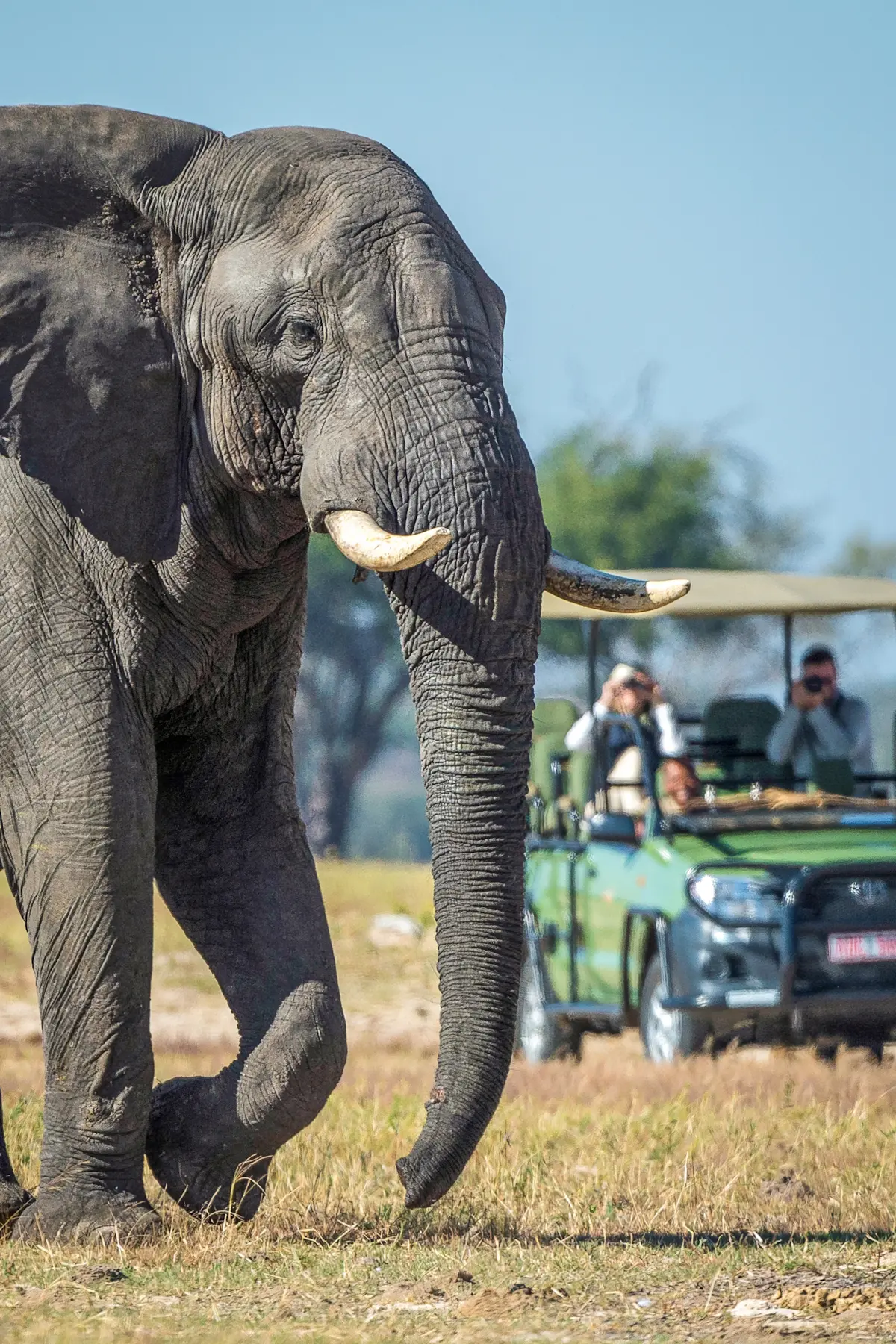 Nat Hab guests and elephant, Private Mara Conservancy, Kenya.