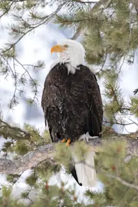 Bald eagle, Yellowstone National Park, Wyoming.