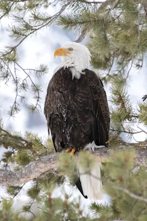 Bald eagle, Yellowstone National Park, Wyoming.