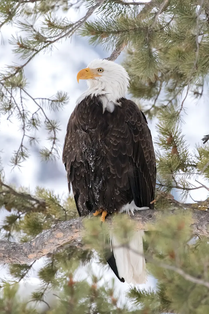 Bald eagle, Yellowstone National Park, Wyoming.