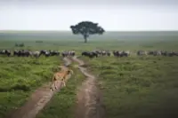 Group of cheetahs overlooking wildebeest and zebras in Serengeti National Park, Tanzania.