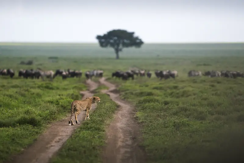 Group of cheetahs overlooking wildebeest and zebras in Serengeti National Park, Tanzania.