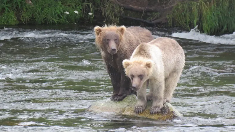 Grizzlies foraging along the riverbanks of Alaska.