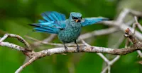 Verditer flycatcher, Kabili-Sepilok Nature Reserve, Borneo.