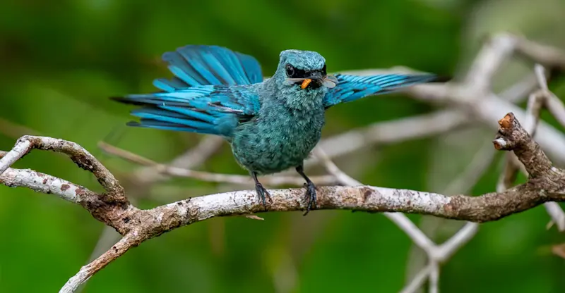 Verditer flycatcher, Kabili-Sepilok Nature Reserve, Borneo.